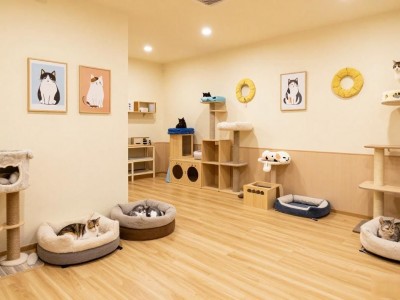 日本宠物店装修风格参考：大阪爱猫之家设计，藏满细节更温馨